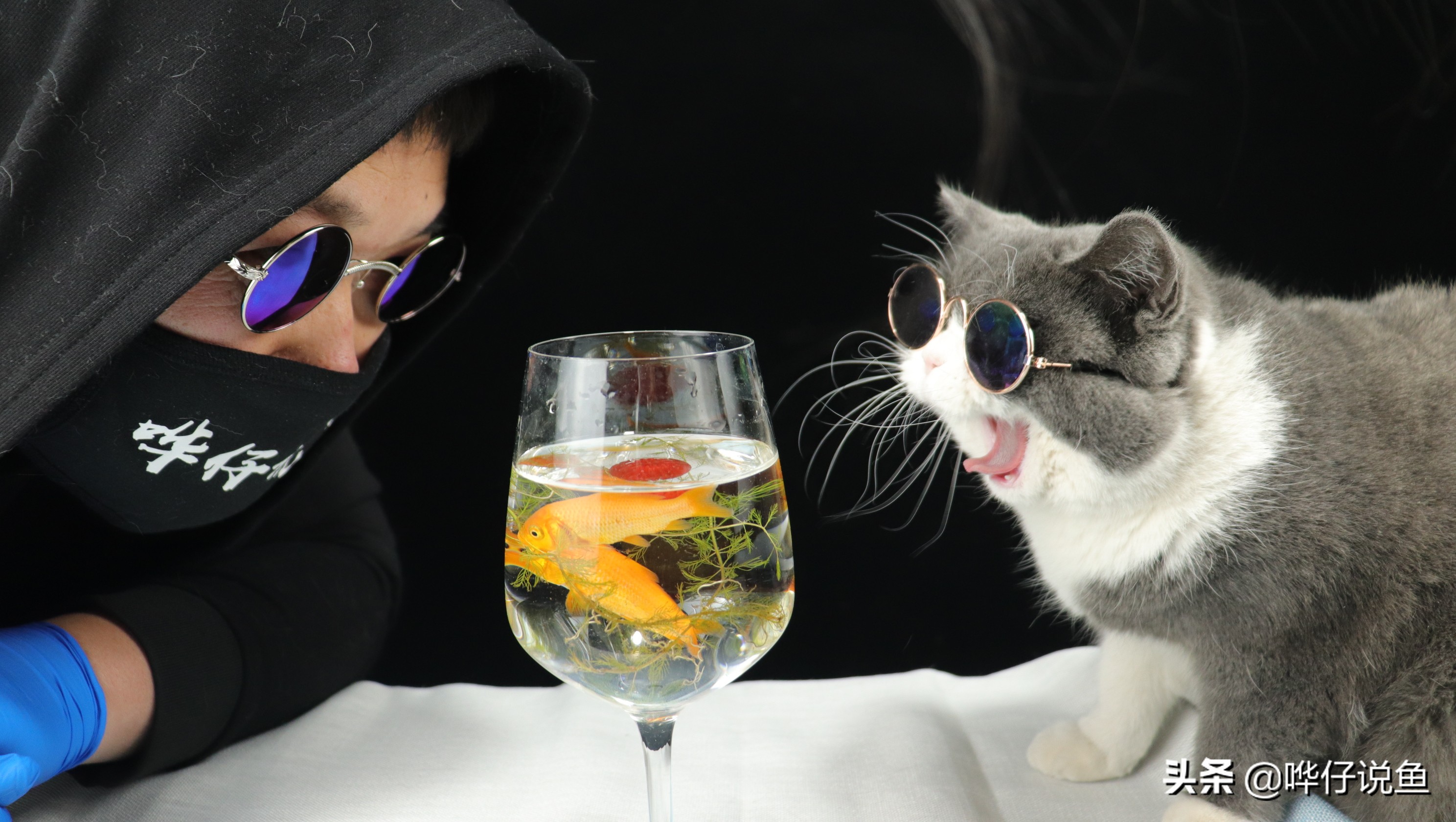 谁说养鱼是男人的专利？女神专属宠物鱼攻略驾到，男人们来提鞋吧