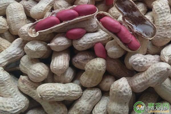 菜籽油花生油葵花籽油多少钱一斤,葵花籽菜籽油哪个价格高