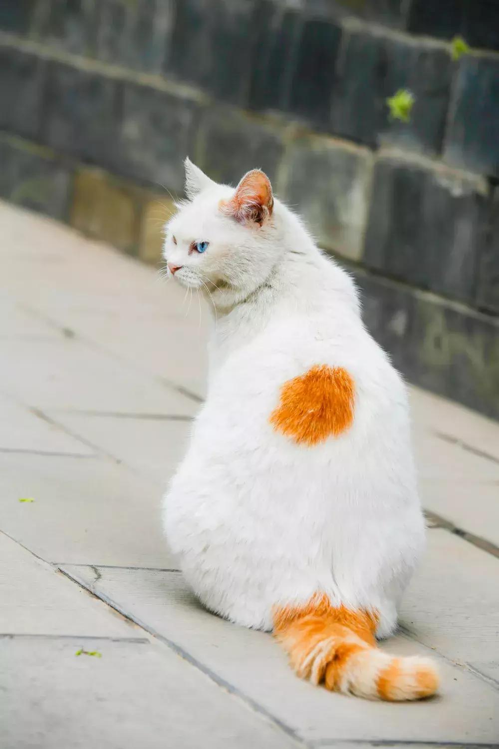 马未都给皇家带什么,马未都讲鸳鸯是什么