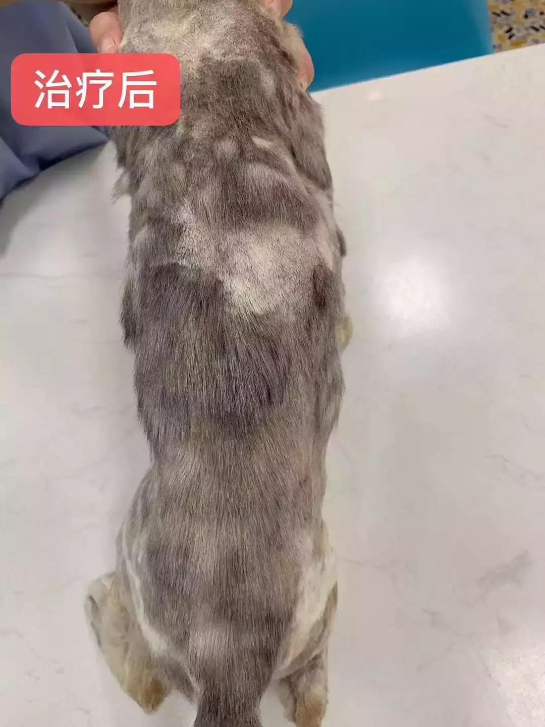 福懋动物医院：猫咪皮肤病不难治，看了这篇你就懂了