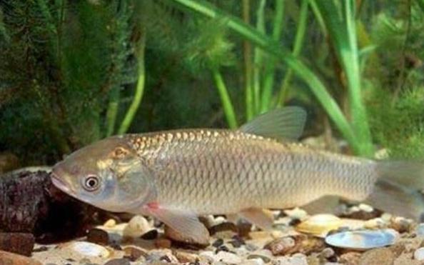 80后农民小伙养殖稀罕物,农村养殖什么稀奇古怪的东西赚钱