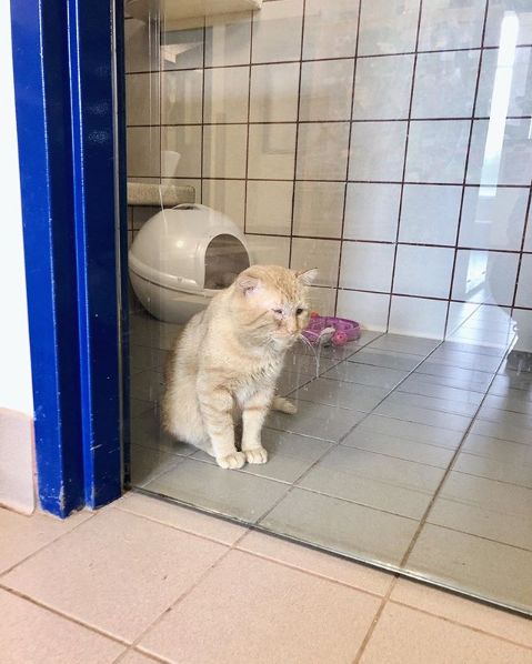 房东不准养猫谁能把猫领养,租房时房东不让养猫然后发了图片