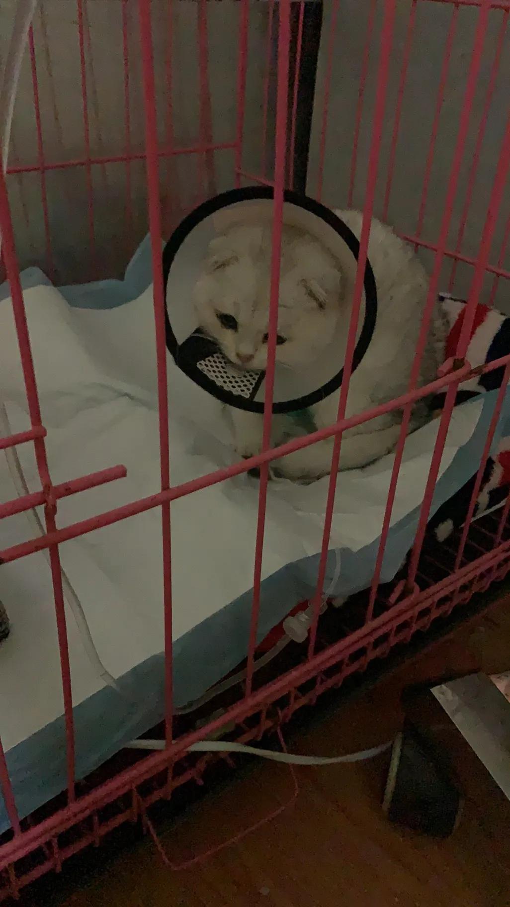 猫瘟的治疗措施,猫瘟的治疗方法有几种