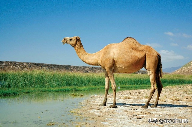 有很多国家都有中国的熊猫英文,哪些国家有中国的熊猫