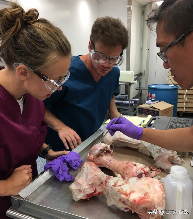 纯银版的霸王龙咬合力到底有多强,霸王龙奔跑的最大咬合力约是多少