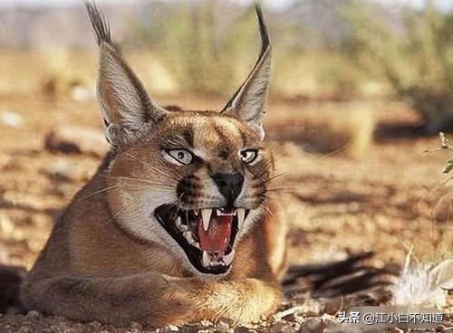狞猫和平头哥真实打架,狞猫攻击性强吗为什么