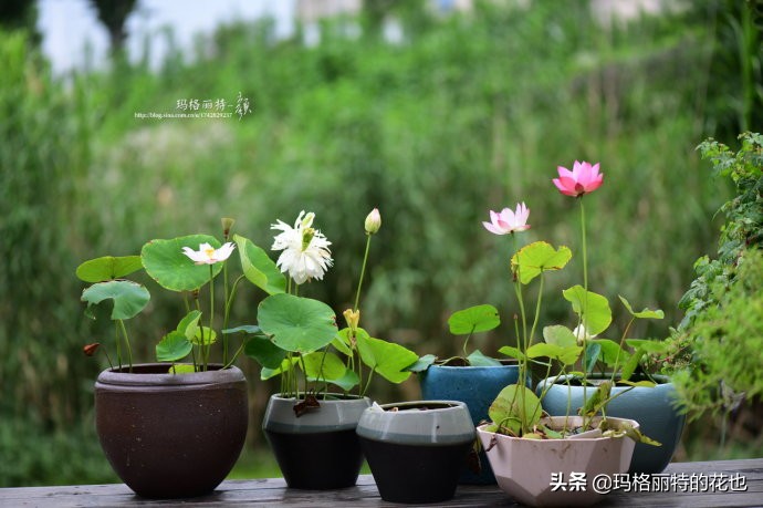 碗莲种子种植步骤及注意事项,碗莲种植方法超简单的快来看看吧
