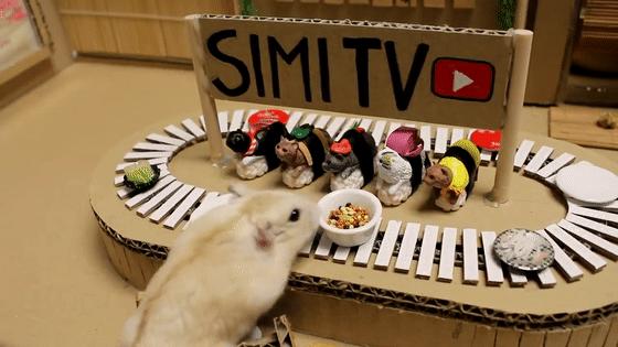 超可爱动物吃播治愈70万人，仓鼠、小熊猫、鹦鹉萌翻全网