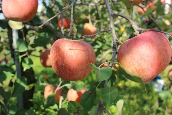 苹果滞销现在怎么样,苹果滞销现状及处理方案