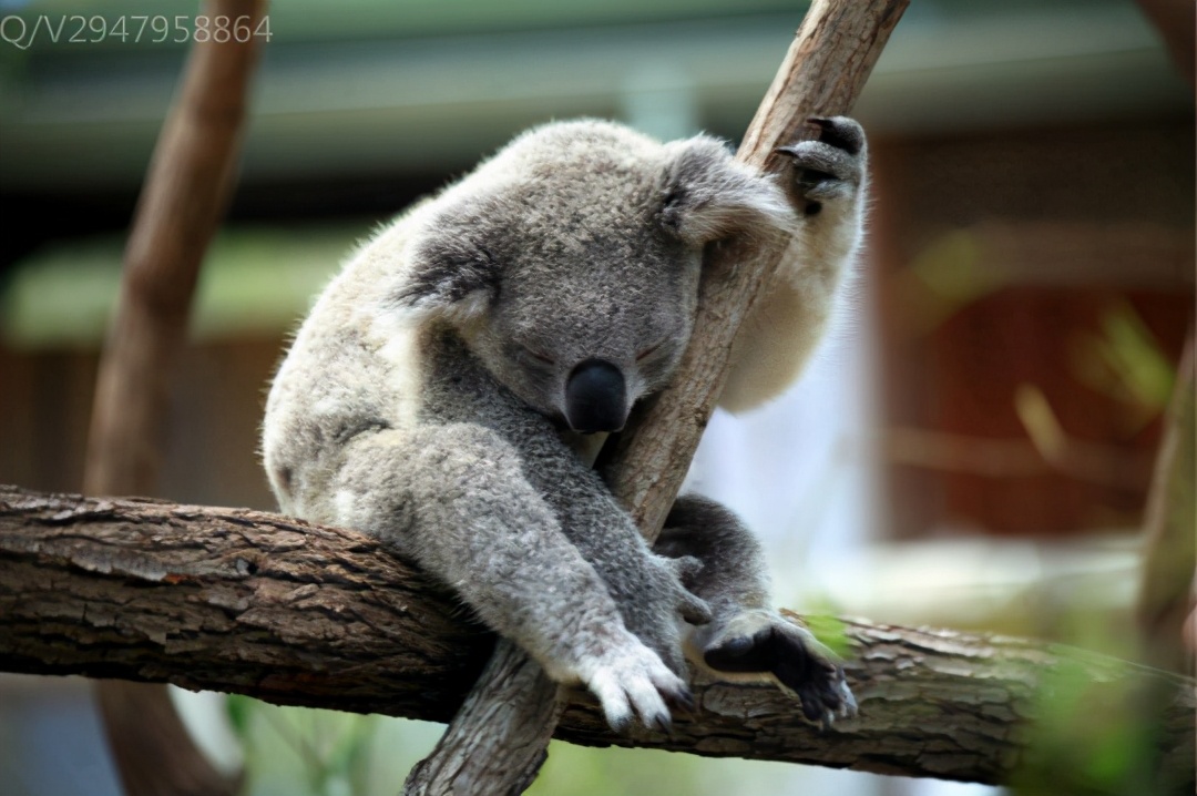 澳洲本科成绩能申请英国大学吗,英国本科毕业申请澳洲硕士好申吗