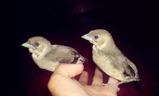 黑尾蜡嘴能独自一只养吗,黑尾蜡嘴驯养