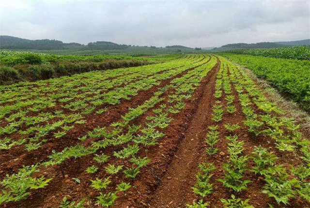 四川珠芽黄魔芋种植高产栽培技术,湖北珠芽黄魔芋种植高产栽培技术