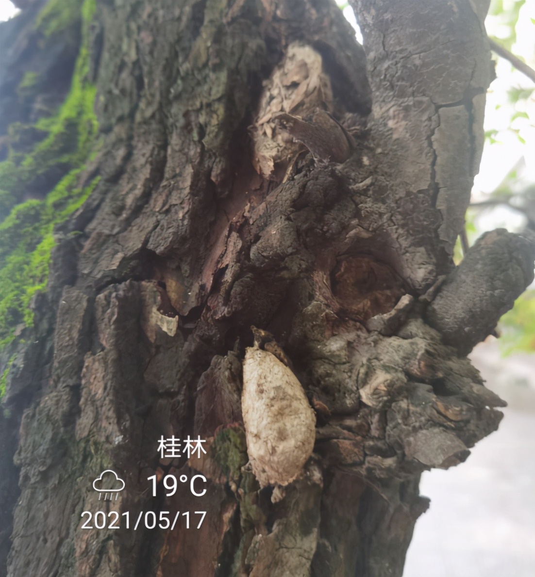 香樟树上掉下来的小虫子,看到这些虫子你敢吃吗