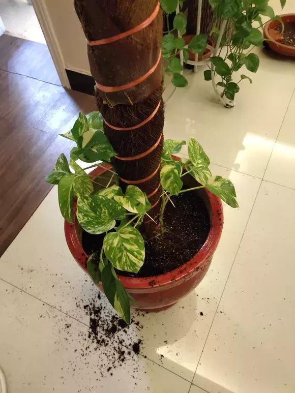 绿萝牵引神器,家中的绿萝长得太长了怎么办