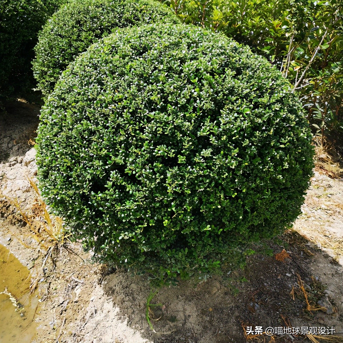 常见的灌木植物100种图片大全,灌木植物种类及图片