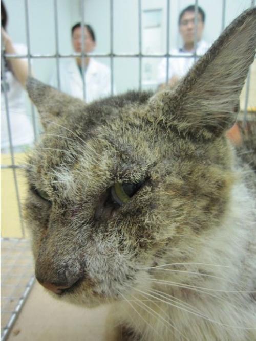 猫猫疾病预判,猫猫什么情况下容易得病