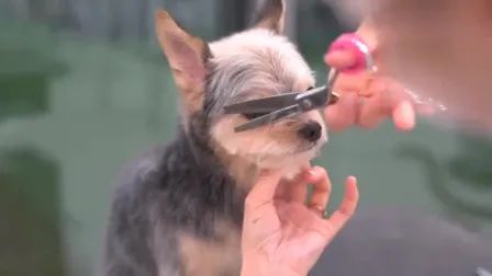 狗狗有泪痕可以用氯霉素眼药水吗,狗狗泪痕的有效处理方法