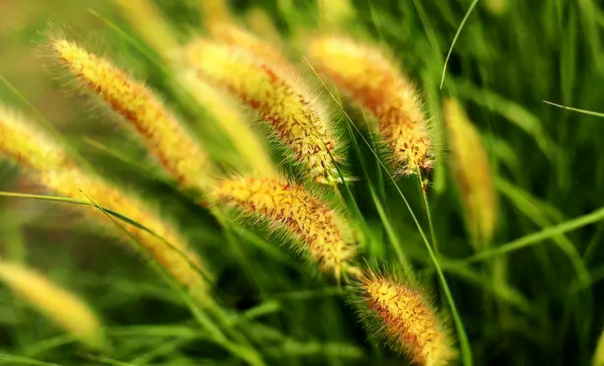 处暑是什么意思处暑的来历和风俗,处暑节气的含义是什么处暑吃啥好