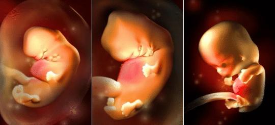 胎儿的发育全过程及注意事项,胎儿发育40周全过程纪录片