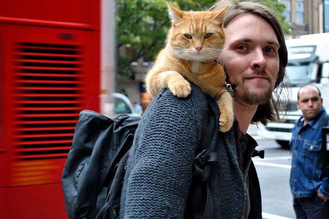 怎么预防流浪猫带来的病毒,怎么知道流浪猫有没有携带病毒