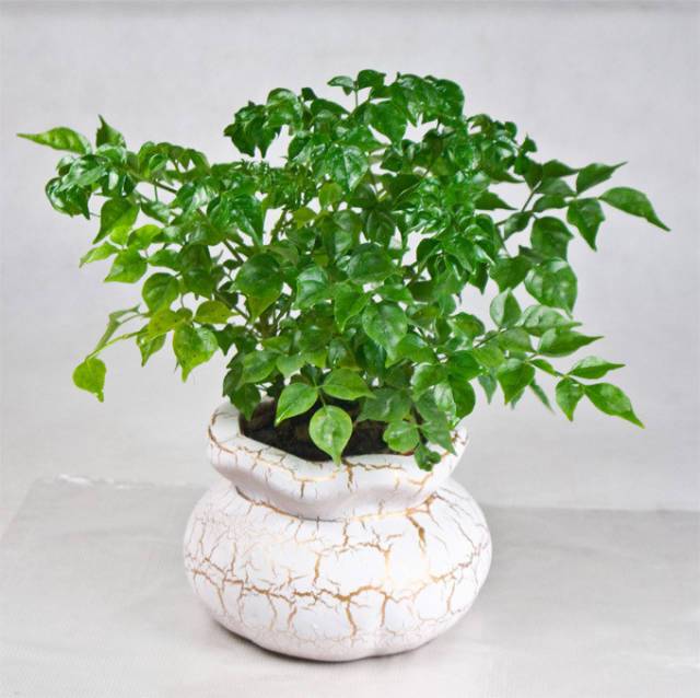 家里的植物放在哪里最好,什么植物适合放在家里不见太阳