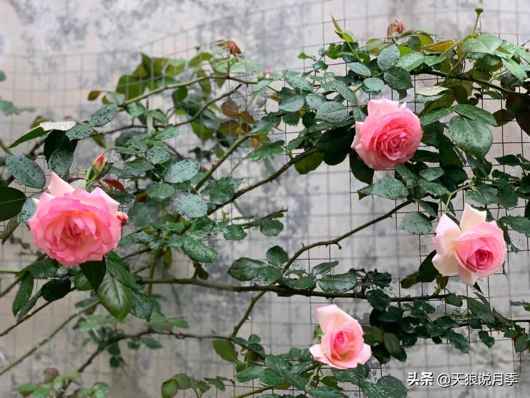 月季春季第一波花要不要剪,月季春季第一波花开后嫁接