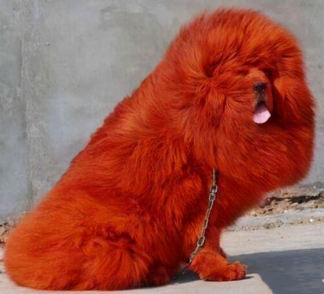 藏獒市场的兴起和崩塌,藏獒从身价不菲到沦为狗肉