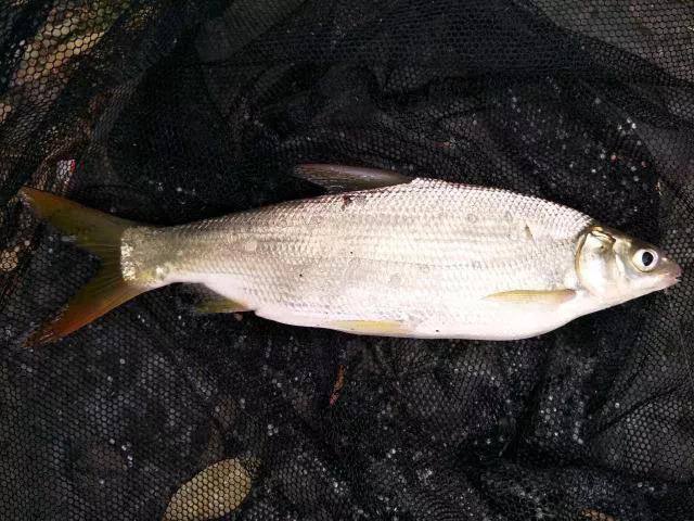 野钓常碰到的鱼有哪些品种,钓鱼必须要知道的四种常见鱼