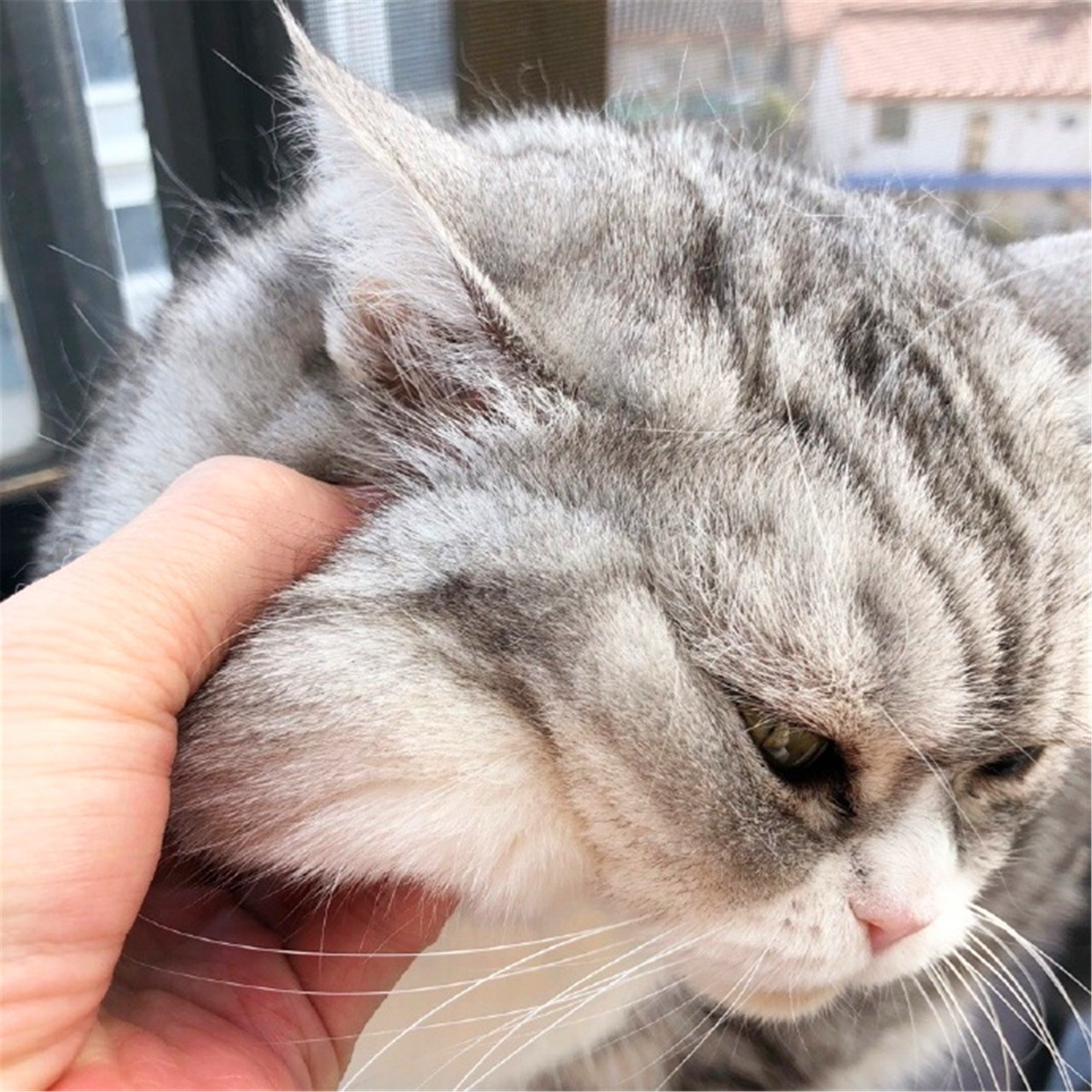 猫咪疫苗去宠物医院打靠谱吗,打疫苗辟谣