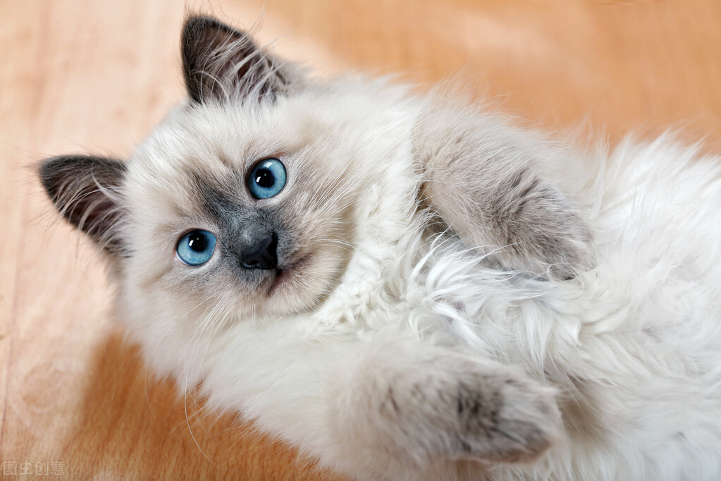 夏天猫咪掉毛有什么机器处理,猫咪老是掉毛吃猫用卵磷脂有用吗