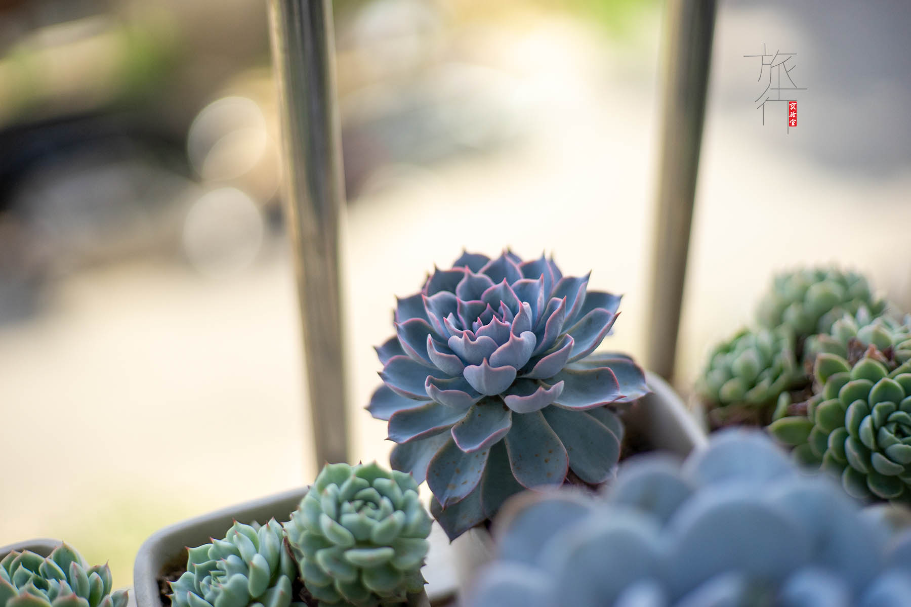 佳能小痰盂三代原装全新,佳能镜头小痰盂二手二代