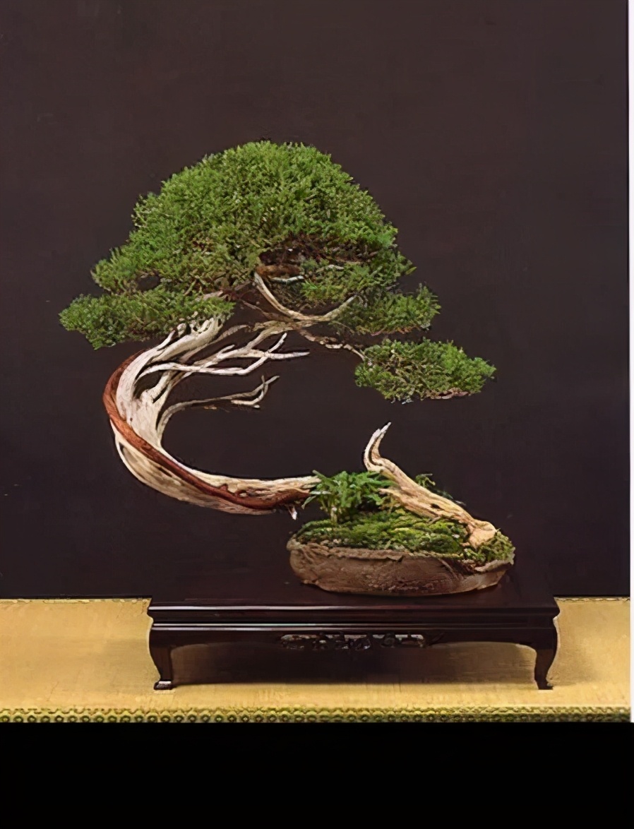 松柏树枝怎么修剪,松柏树修剪造型视频