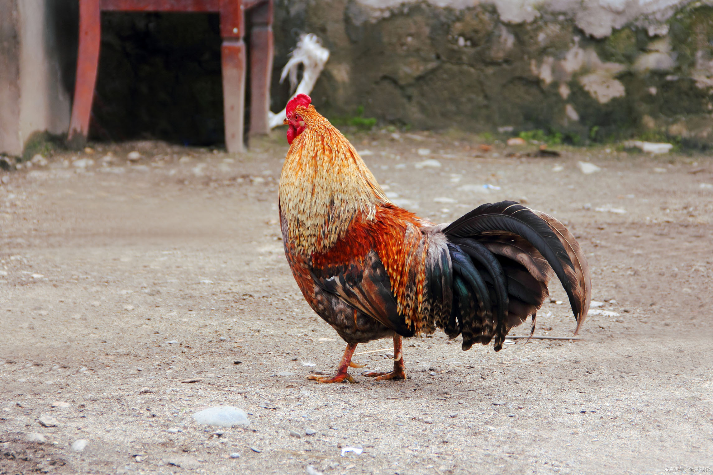 一年级语文比尾巴详细笔记,一年级语文6比尾巴的知识点