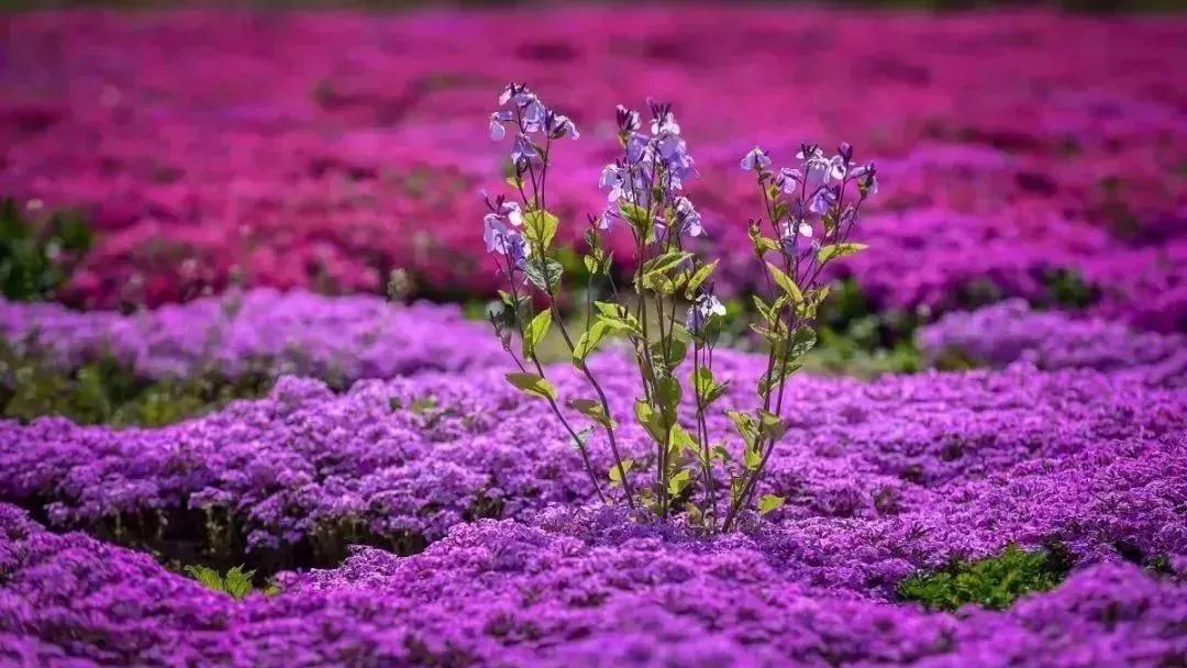 龙园开放了吗,龙园景区最新消息