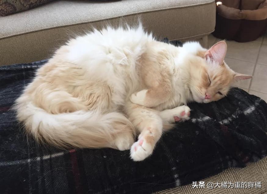两只猫被收养后的幸福生活,两只流浪猫被收养后的幸福生活