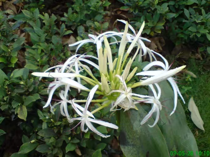 绱㈠凹鐖辩珛淇800鍊煎緱涔板悧,绱㈠凹鐖辩珛淇800