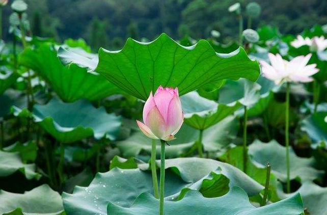 刘禹锡牡丹诗译文及注释,刘禹锡牡丹诗里的京城