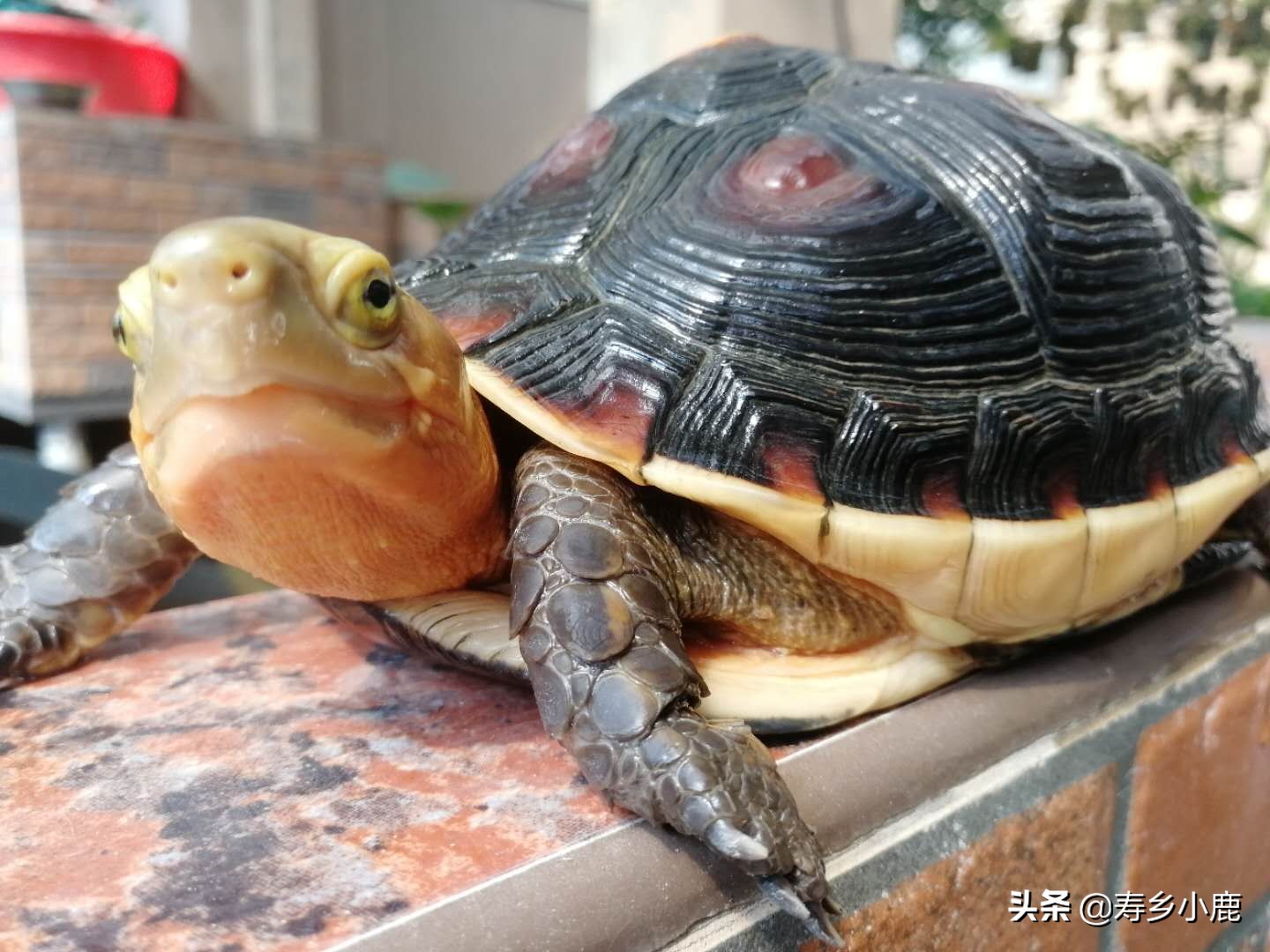 龟有白眉眼怎么办,龟起白毛什么病