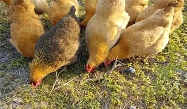 农村养殖种植与三农创业致富项目,2022三农养殖业致富项目