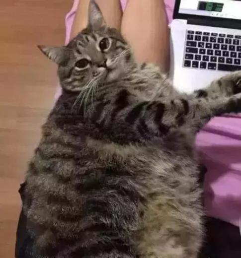 最能长胖的猫咪竟然不是橘猫,最容易变胖的猫
