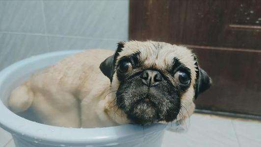 巴哥犬和柯基犬哪种好养,养巴哥犬新手要注意什么