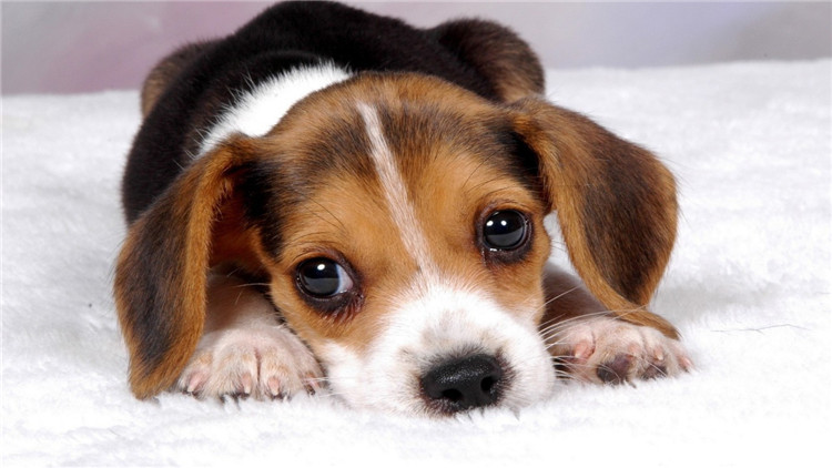 发情期母犬五个养护小常识