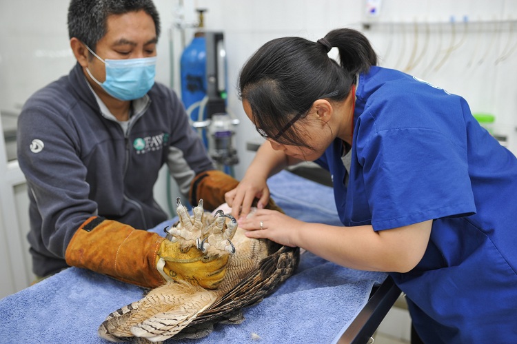 猛禽康复训练视频,猛禽康复师纪录片