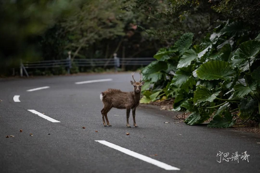 佳能全画幅微单是什么卡口,佳能rf卡口镜头今年还会出吗