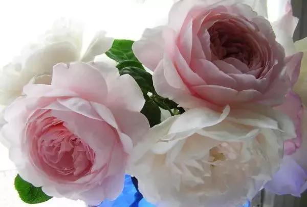 每天学习一点点女性小常识,每天学习一点点科普一下