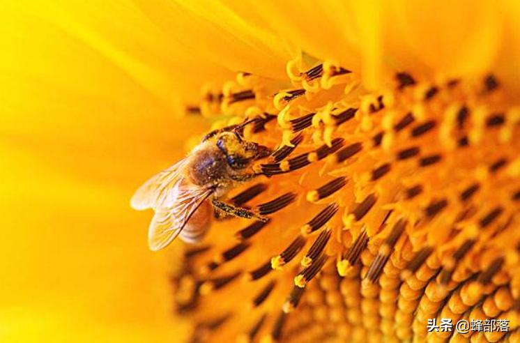 蜜蜂不产蜂蜜的技巧,蜜蜂怎么光采蜜不进粉
