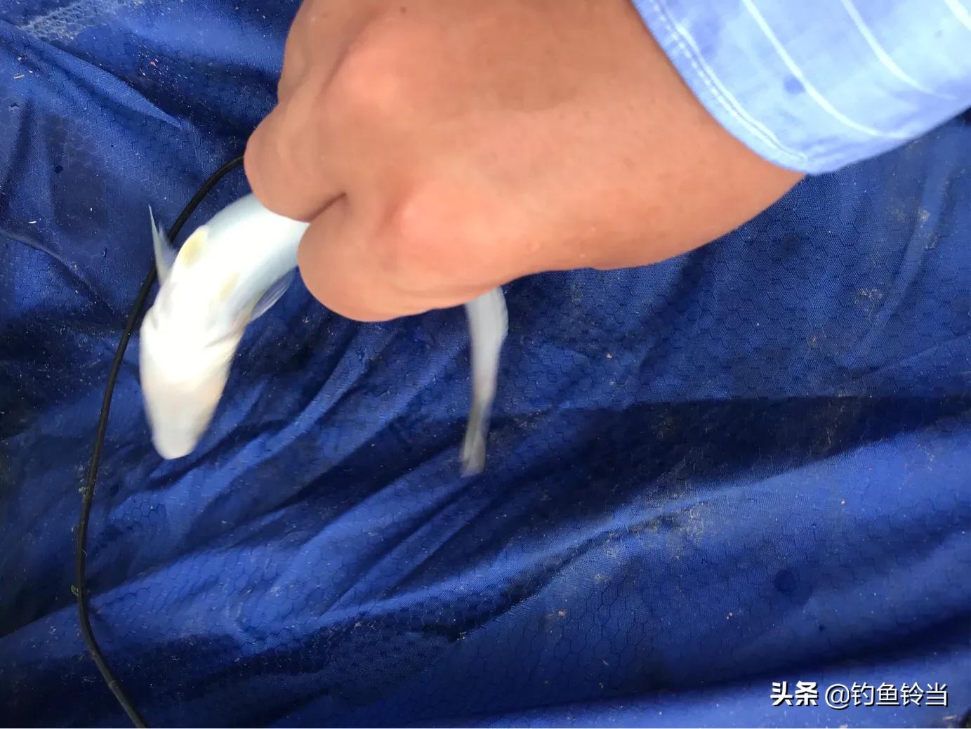 沙尖鱼怎么筏钓,沙尖鱼的正确钓法教学