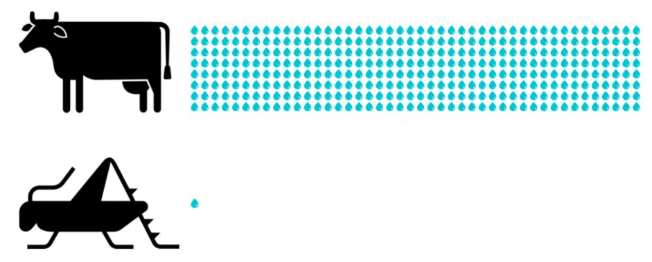 蟋蟀粉做面包,面包是不是用蟋蟀做的