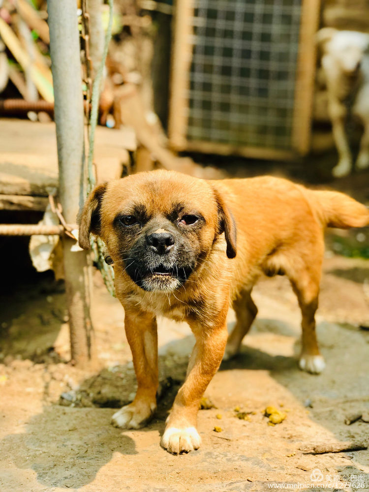 河南省新安县铁门镇沟头村支书,新安铁门镇沟头村