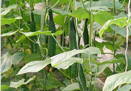 黄瓜病毒病怎么治疗最快最好,怎样防治黄瓜病毒病